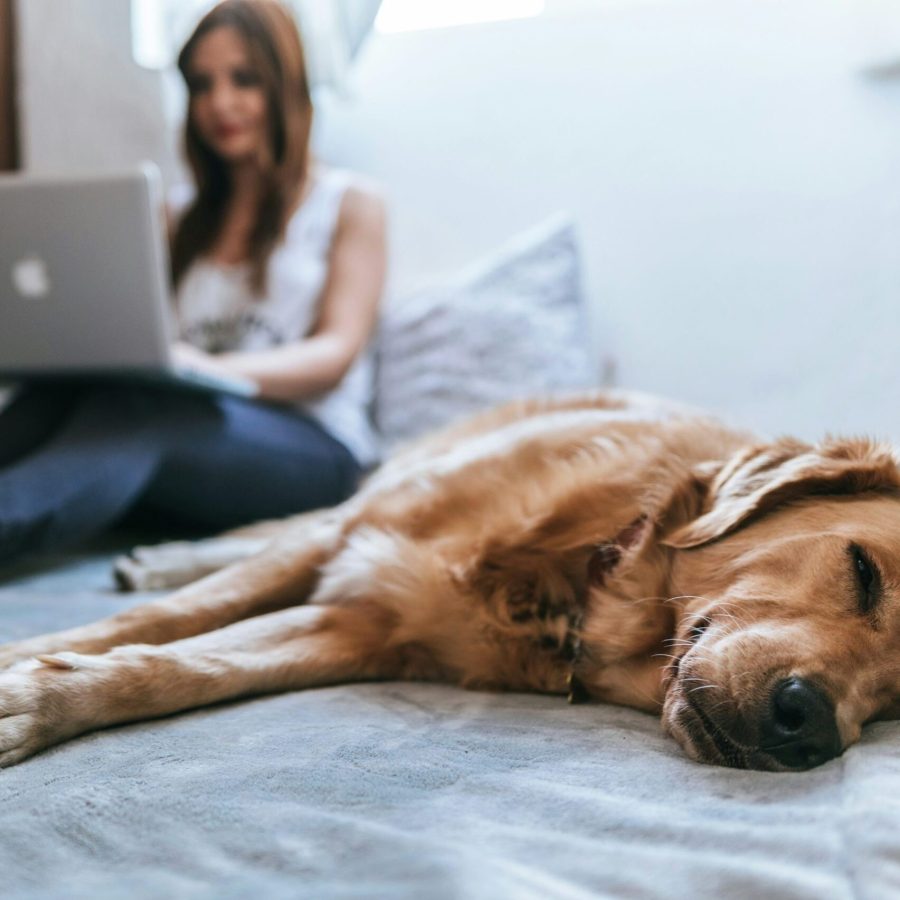 Hund_Laptop_Webinar_online Hund_Laptop_Webinar_online