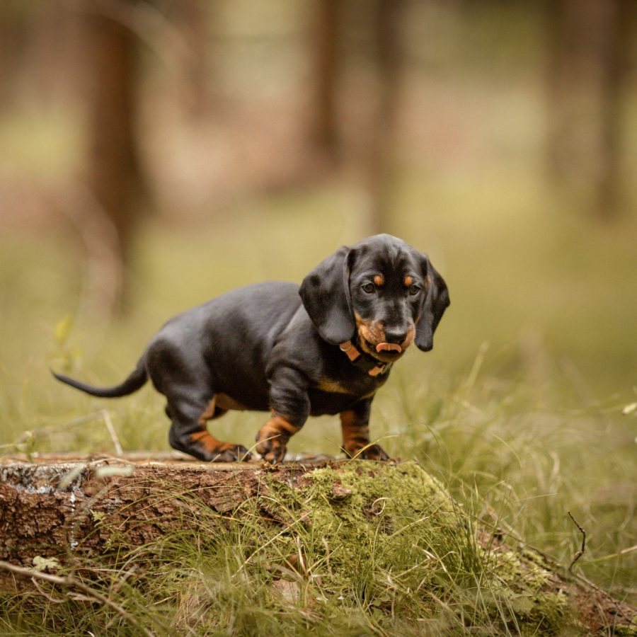Hundefotografie_Dackel_Mini